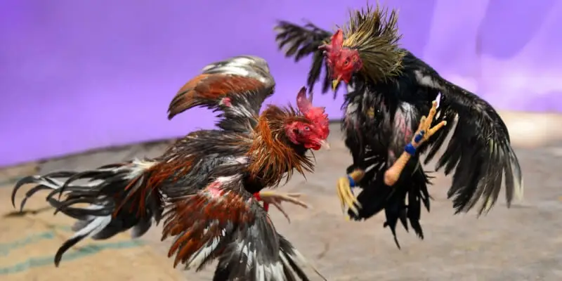 Đá gà cựa dao – Đòn tấn công mạnh mẽ, quyết liệt