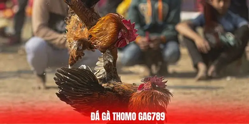 đá gà thomo GA6789