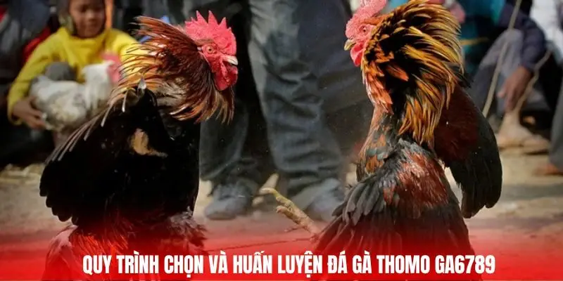 Đá Gà Thomo Trận Chiến Của Những Chiến Kê Hàng Đầu 2025 2 Quy trình chọn và huấn luyện đá gà thomo GA6789
